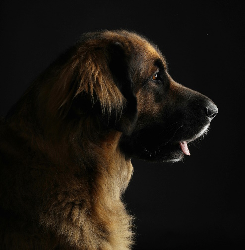 Portrait d'un chien vu de coté
